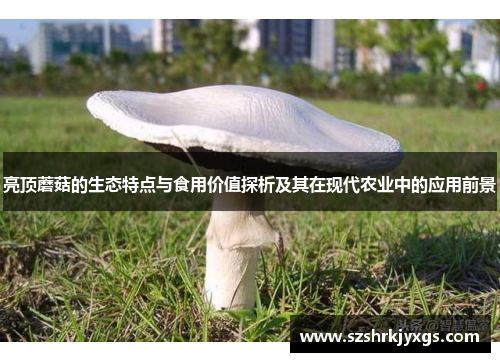 亮顶蘑菇的生态特点与食用价值探析及其在现代农业中的应用前景 亮顶蘑菇的生态特点与食用价值探析及其在现代农业中的应用前景